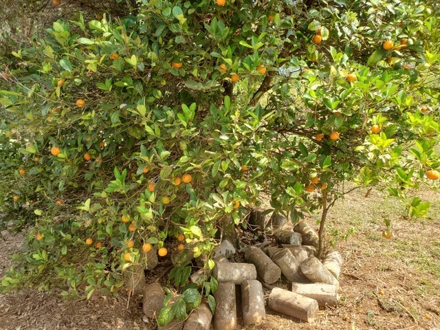 Fruiting calamansi tree.