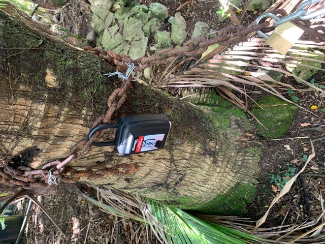 Lockbox on rigth coconut tree