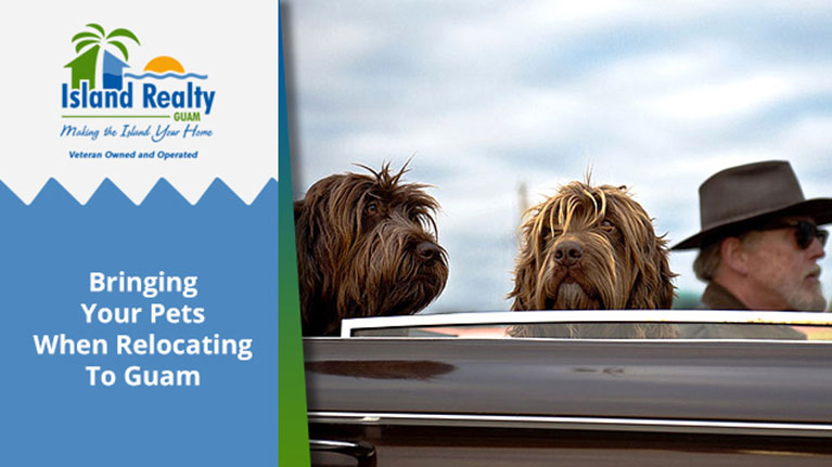 Bringing your Pets When Relocating to Guam