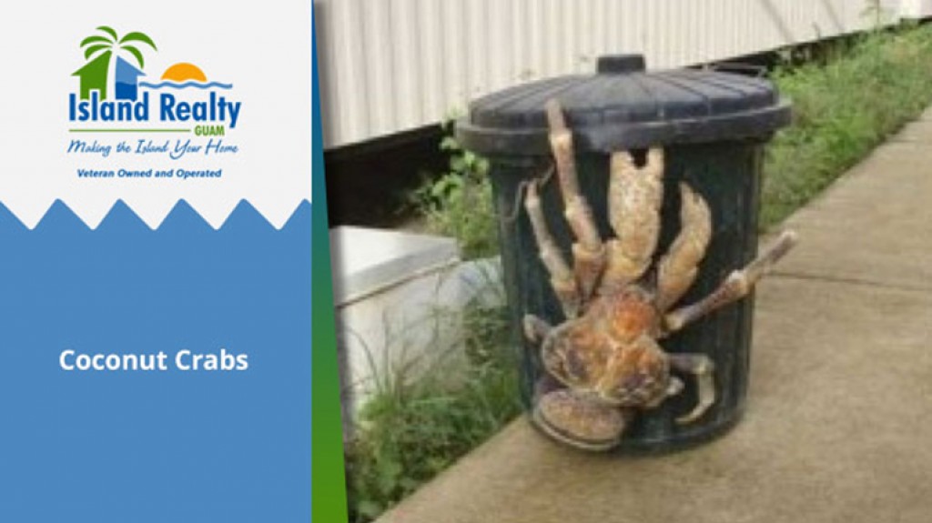Coconut Crabs Guam Real Estate Island Realty