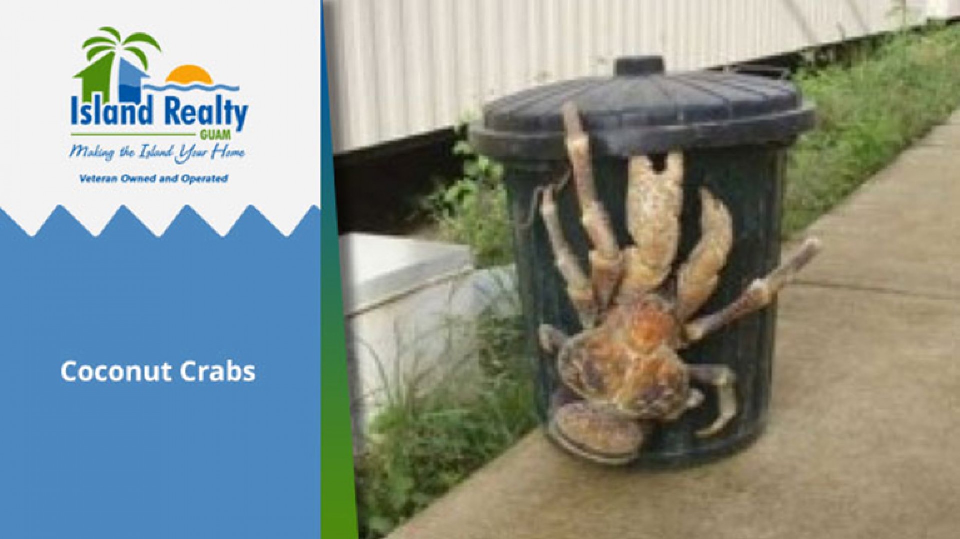 Coconut Crabs