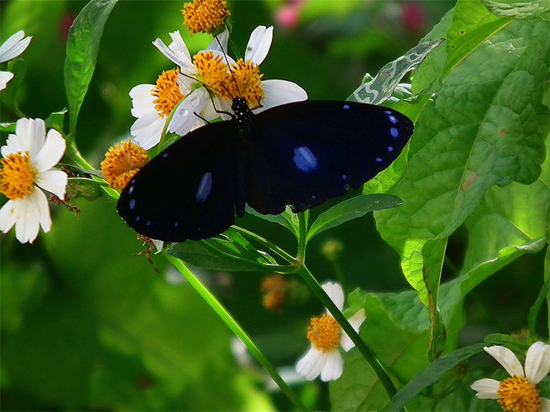 A butterfly rests on a flower
